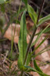 Eustis Lake beardtongue